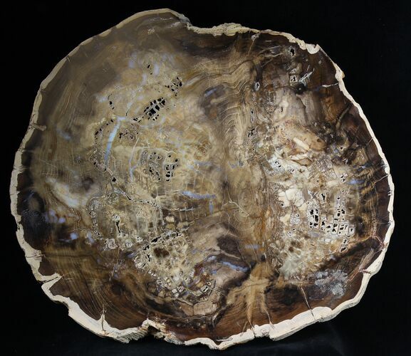 Petrified Wood (Cherry) Slab - McDermitt, Oregon #30711